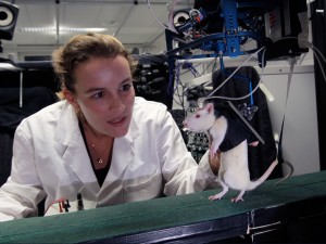 Une chercheuse réapprend à marcher à un rat